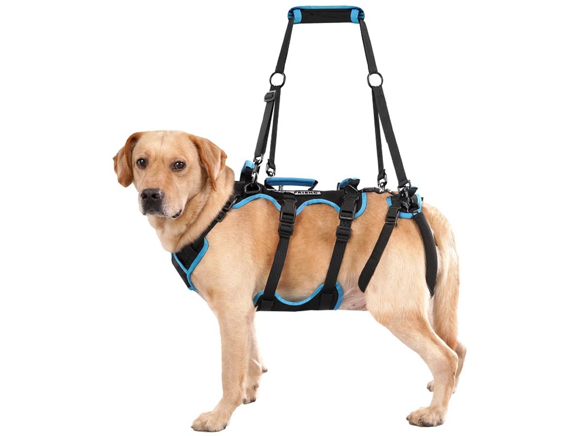The harness