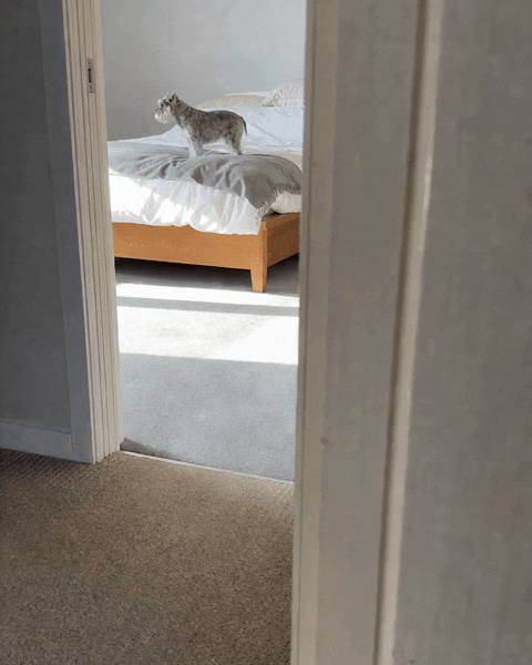 A small grey dog sniffs the blanket on a bed, then hops off, seen through a doorway