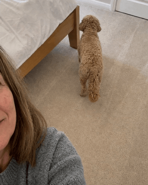 A curly dog sniffs the carpet by a bed leg and walks away while its owner films