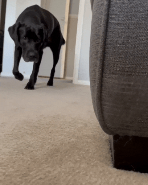 A black dog sniffs the carpet by a sofa leg and walks away