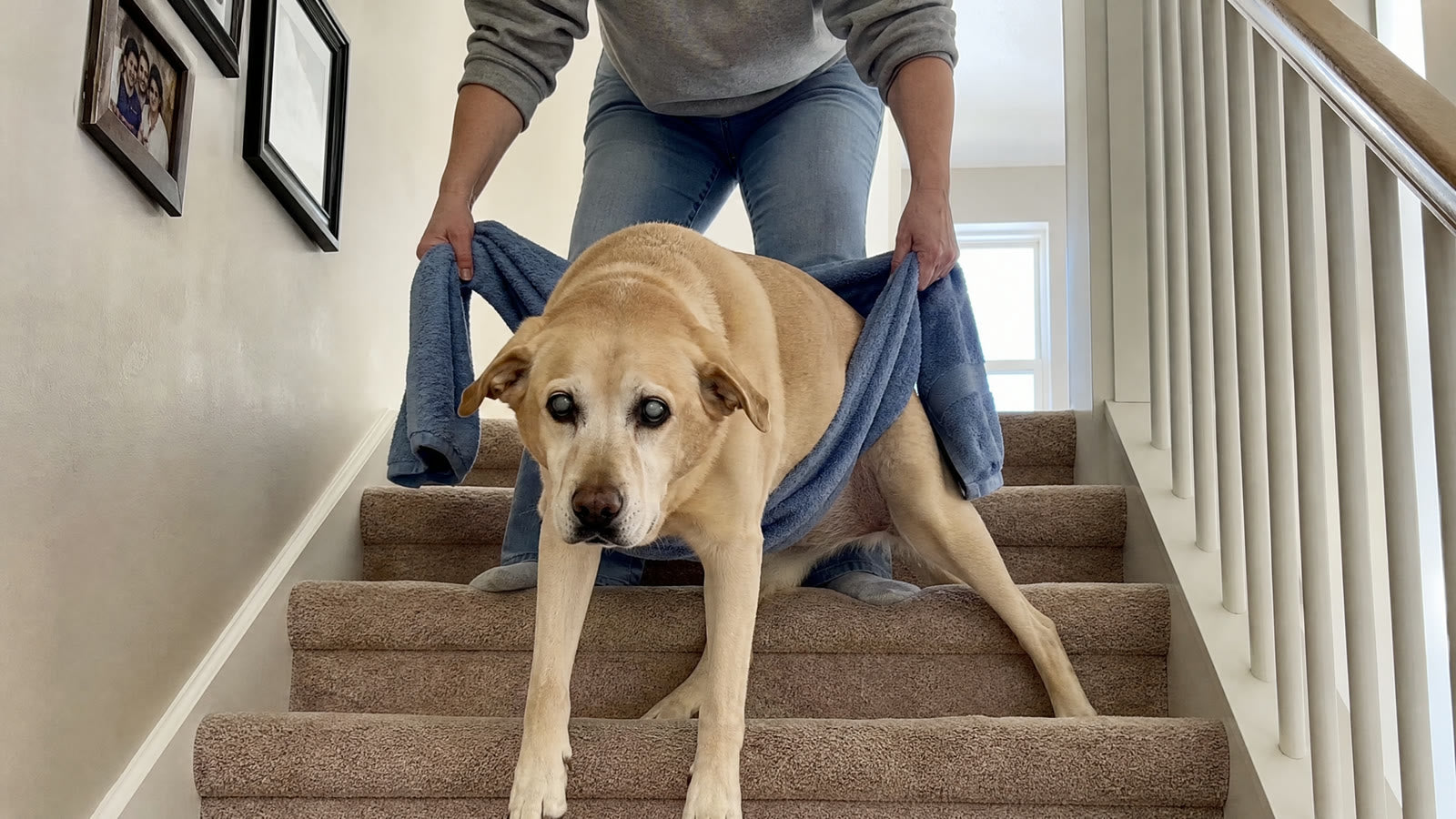A woman lifts her old yellow Labrador down carpeted stairs with a bath towel under his belly